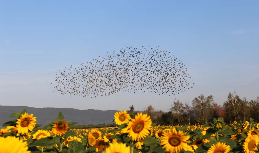 A large flock of birds in the sky over a sunflower field