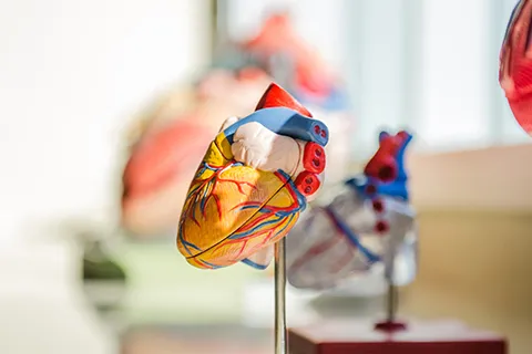 a model of a heart