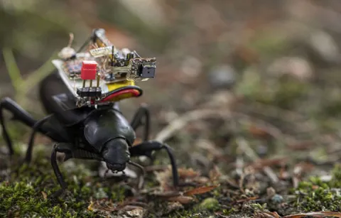 A beetle with a camera system on its back moves through a patch of moss