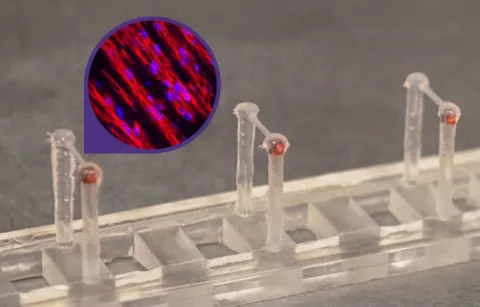 Image of miniature engineered heart tissues suspended across pillars