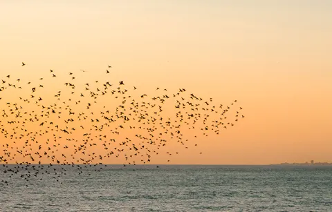 A flock of starling birds flying above the ocean against an orange sky.