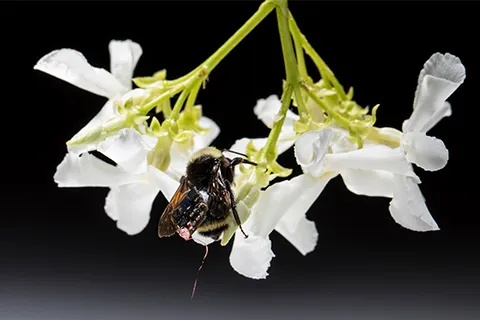 Bee on white flowers carrying a sensor attached