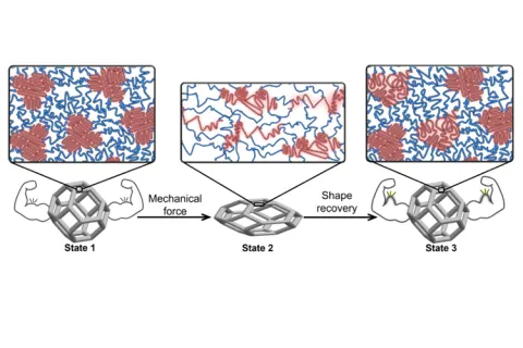 Illustration showing three states of material deformation and recovery 