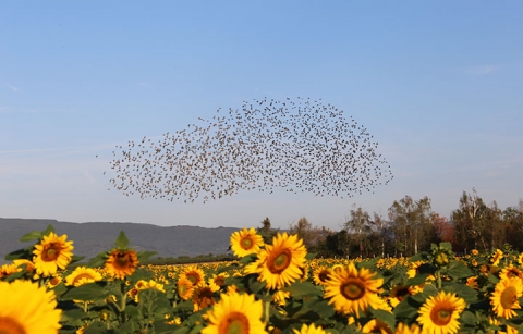 A large flock of birds in the sky over a sunflower field
